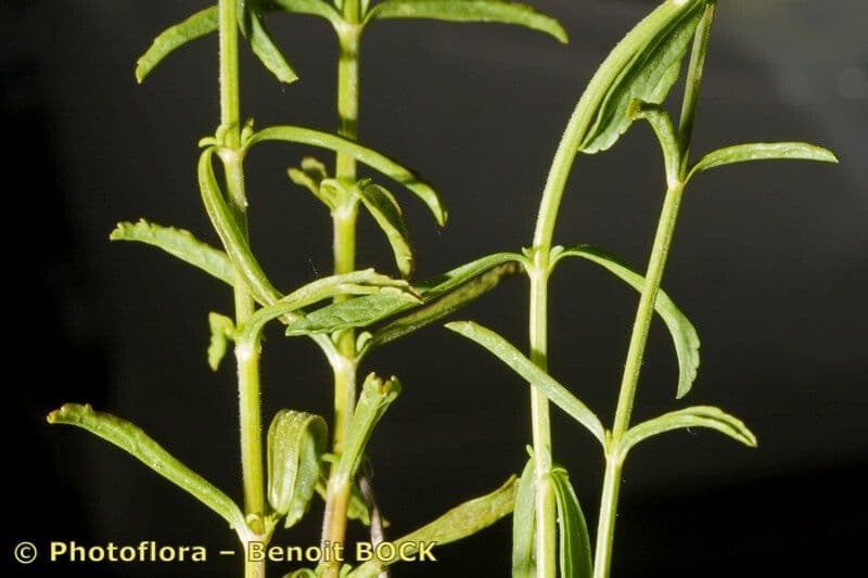 Sideritis 10