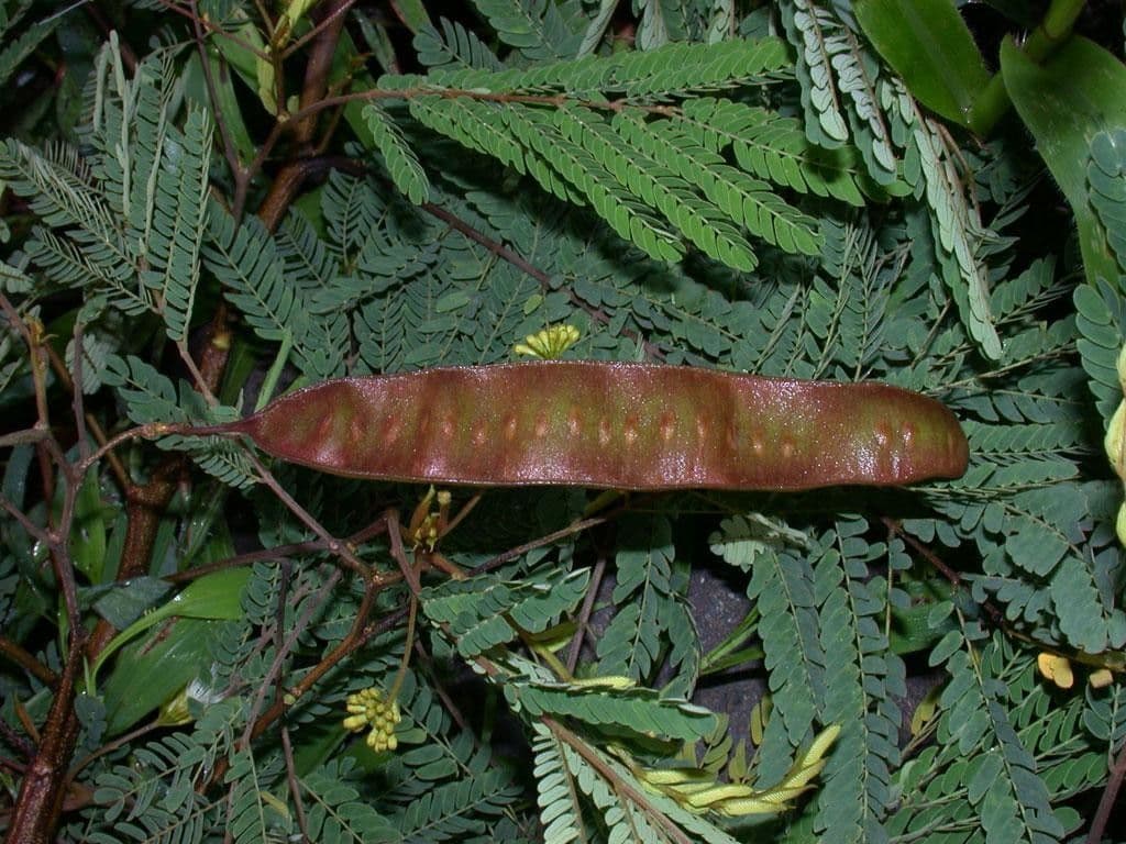 Albizia carbonaria 3