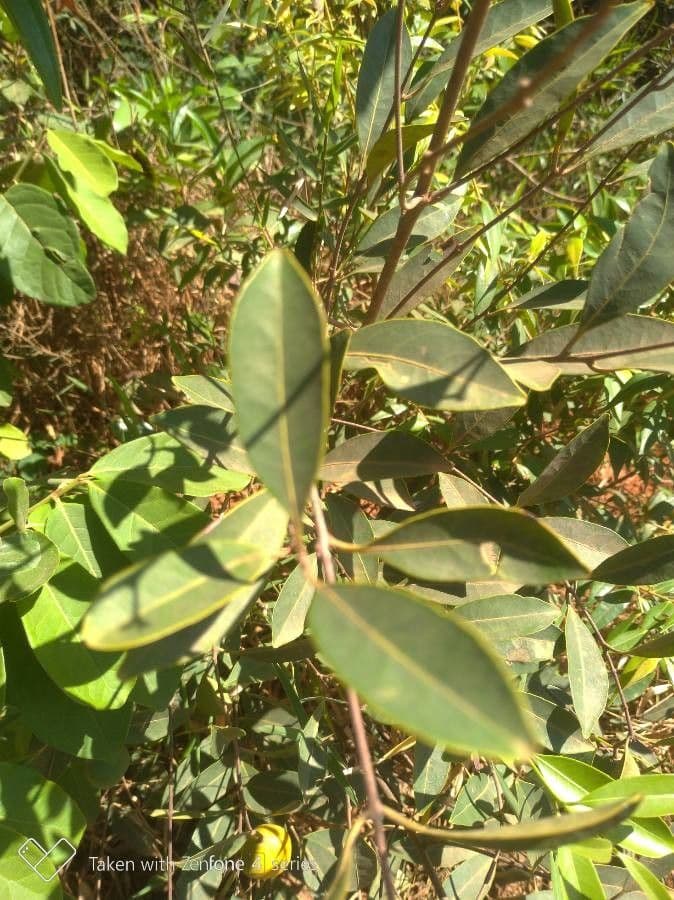 Garcinia brasiliana 10