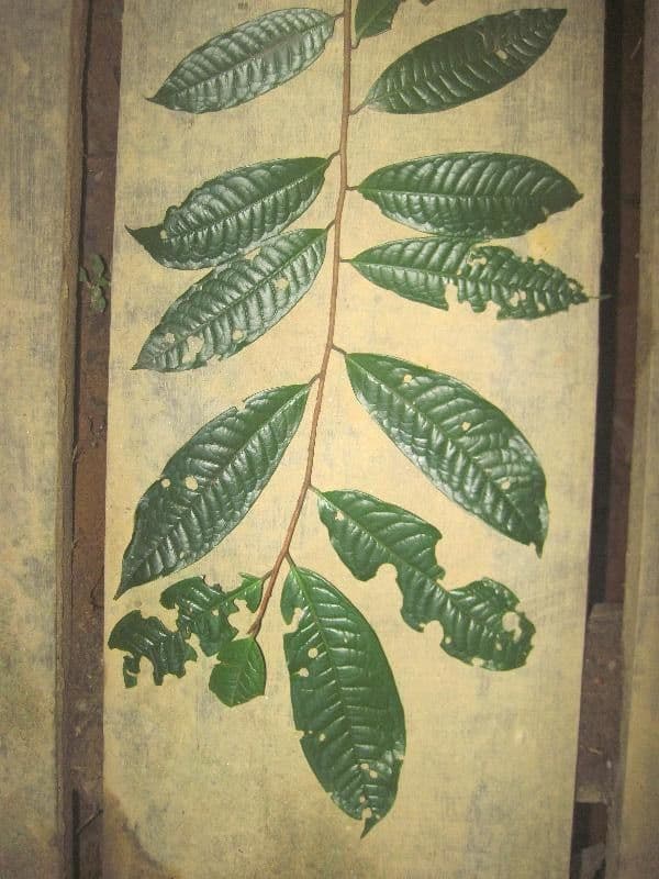 Iryanthera 7