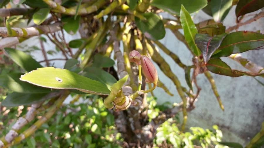 Orchidea 13