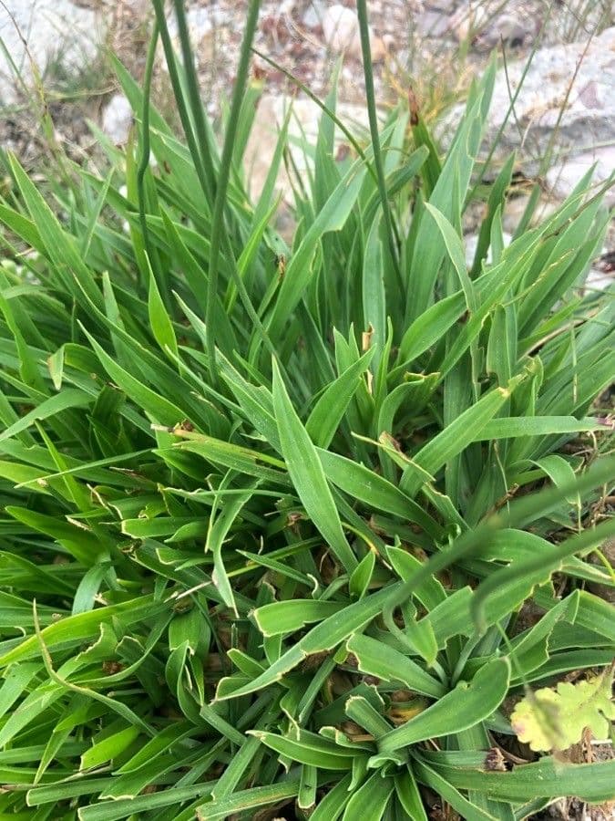 Armeria alpina 18