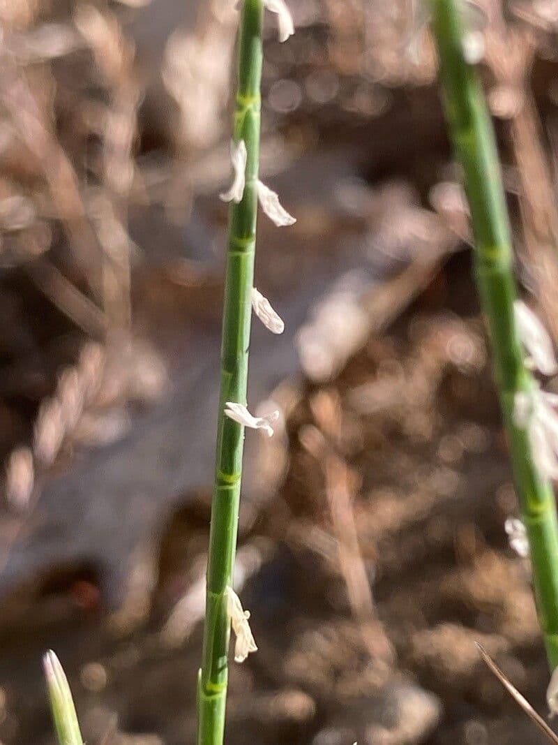 Hainardia cylindrica 4