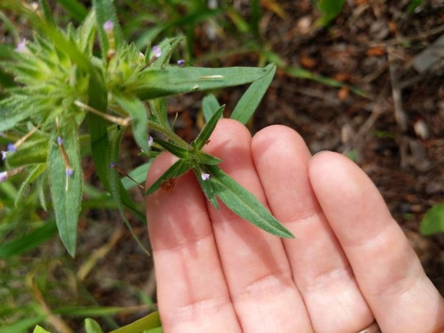 Collomia lineare 14