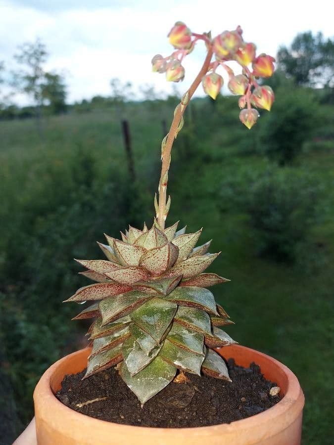 Echeveria 5