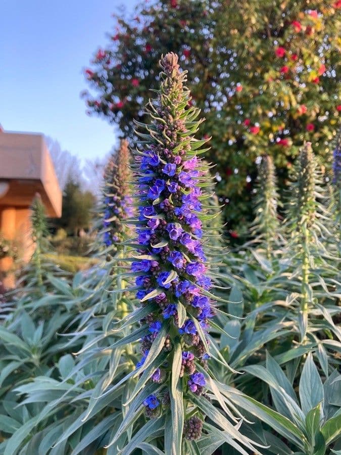 Echium di Madeira 2