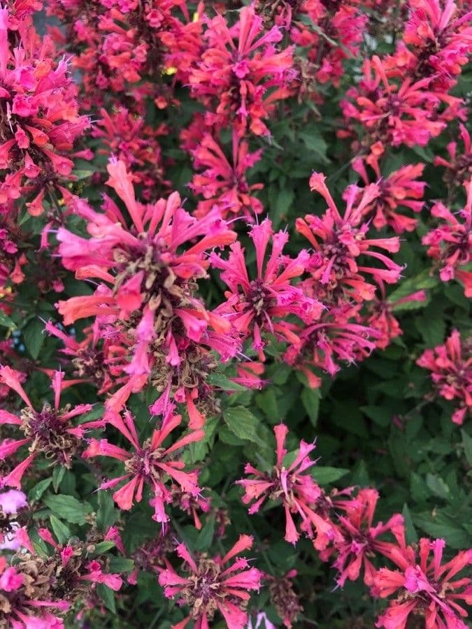 Agastache 2