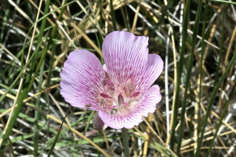 Calochortus