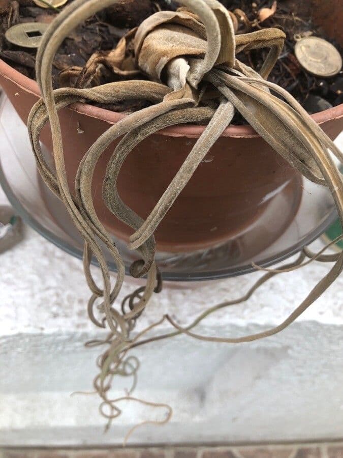 Tillandsia duratii 6