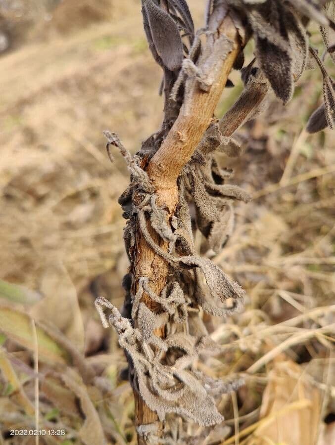 Salvia 22