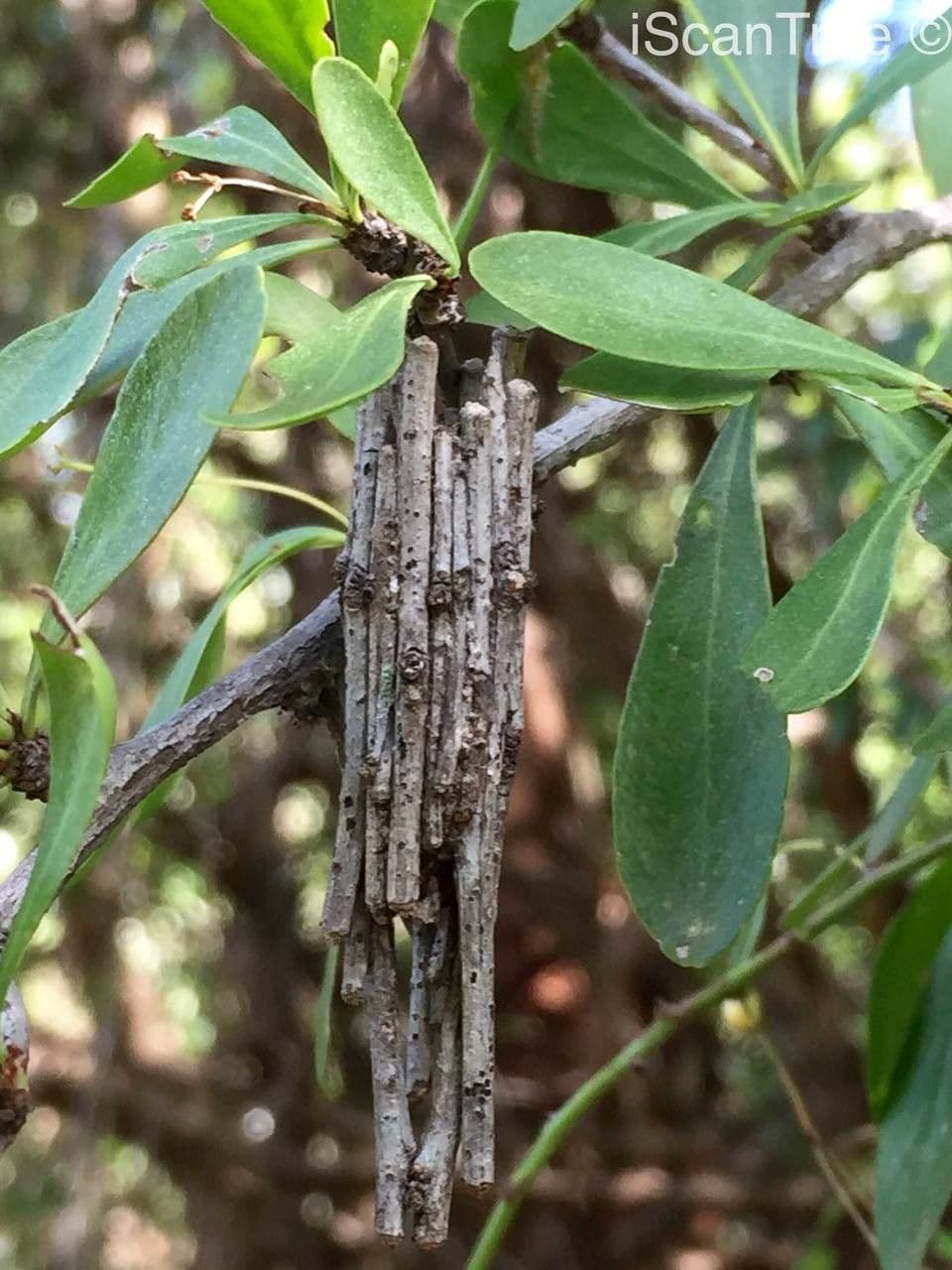 Gymnosporia 24