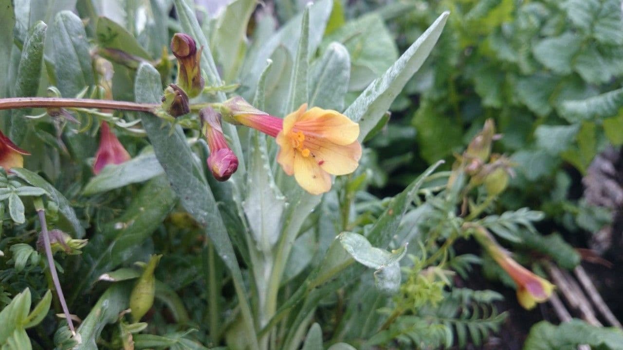 Polemonio paucifloro 9