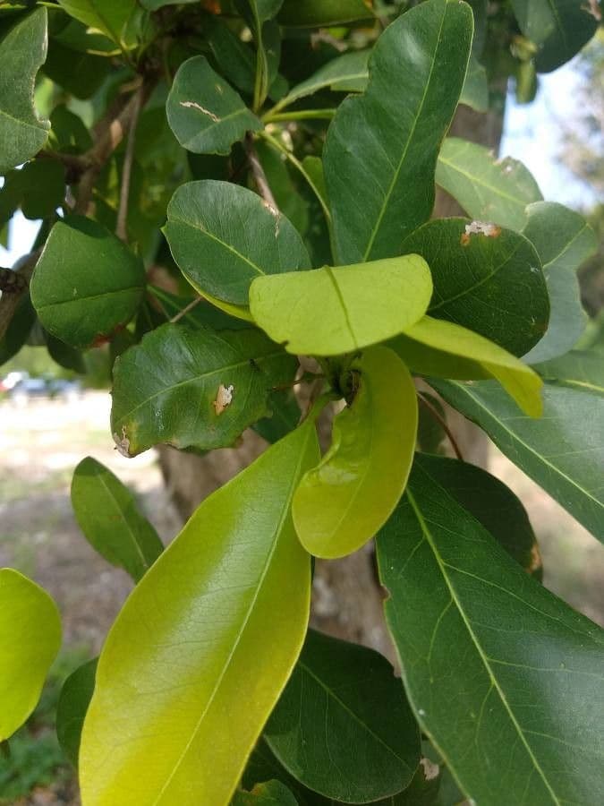 Gymnanthes lucida 5