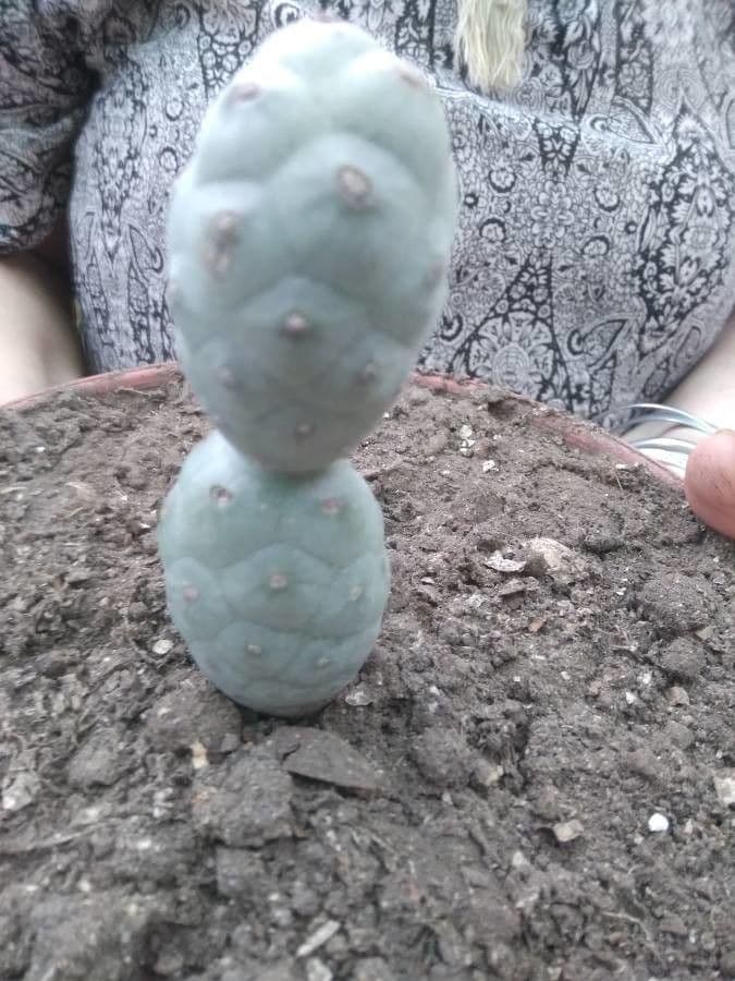 Tephrocactus