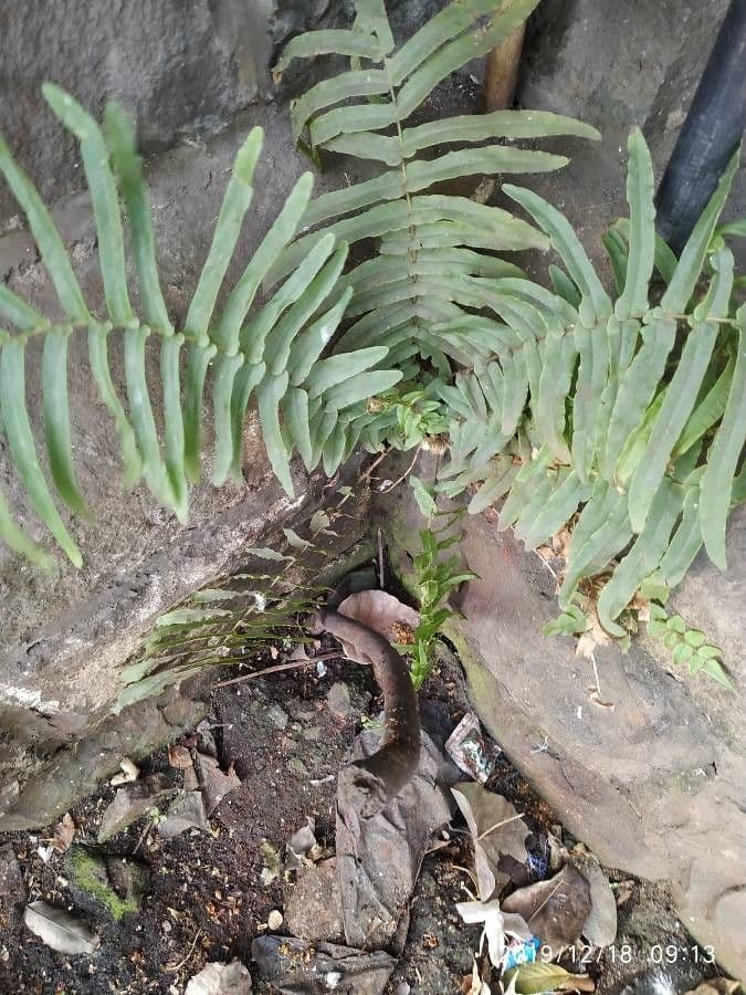Pteris vittata 3