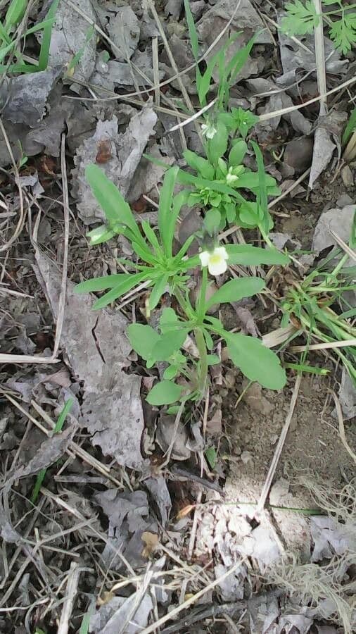 Viola bicolore 13