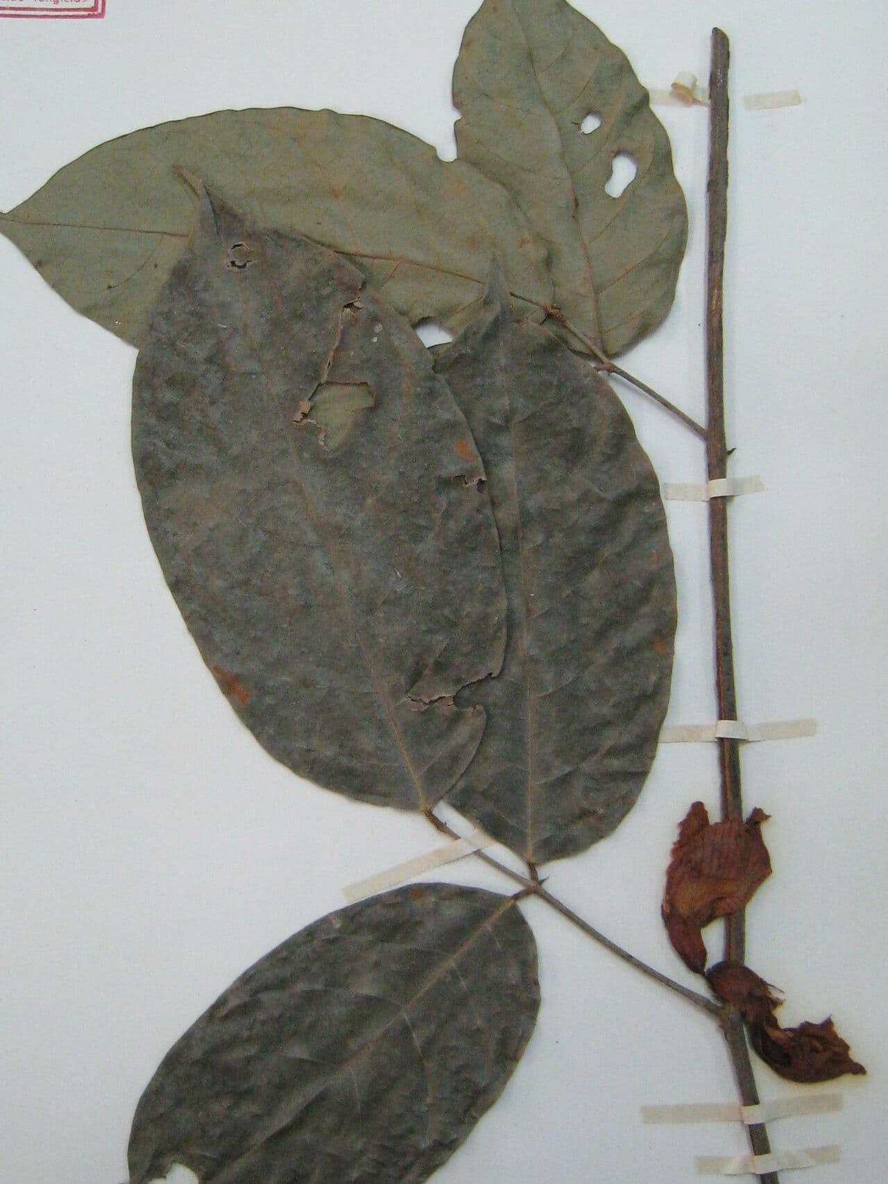 Clitoria 4