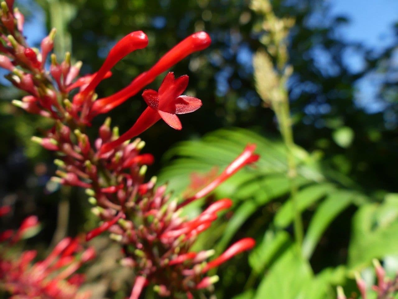 Odontonema tubaeforme 8