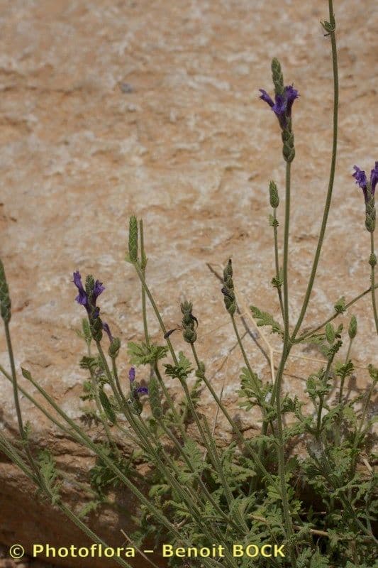 Lavanda 10