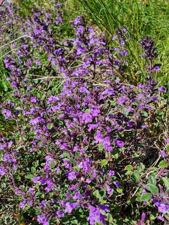 Calaminta alpina 10