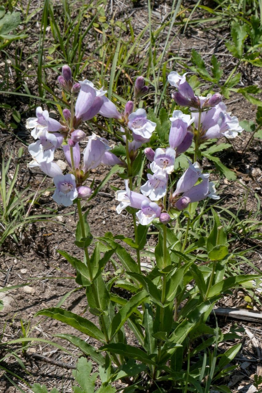 Penstemon cobaea 14