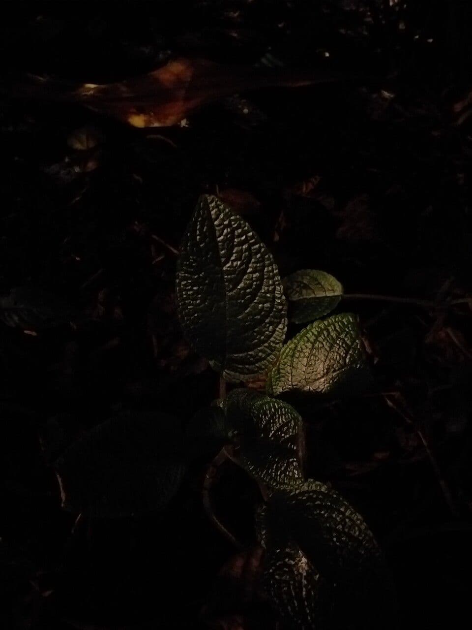 Begonia 5