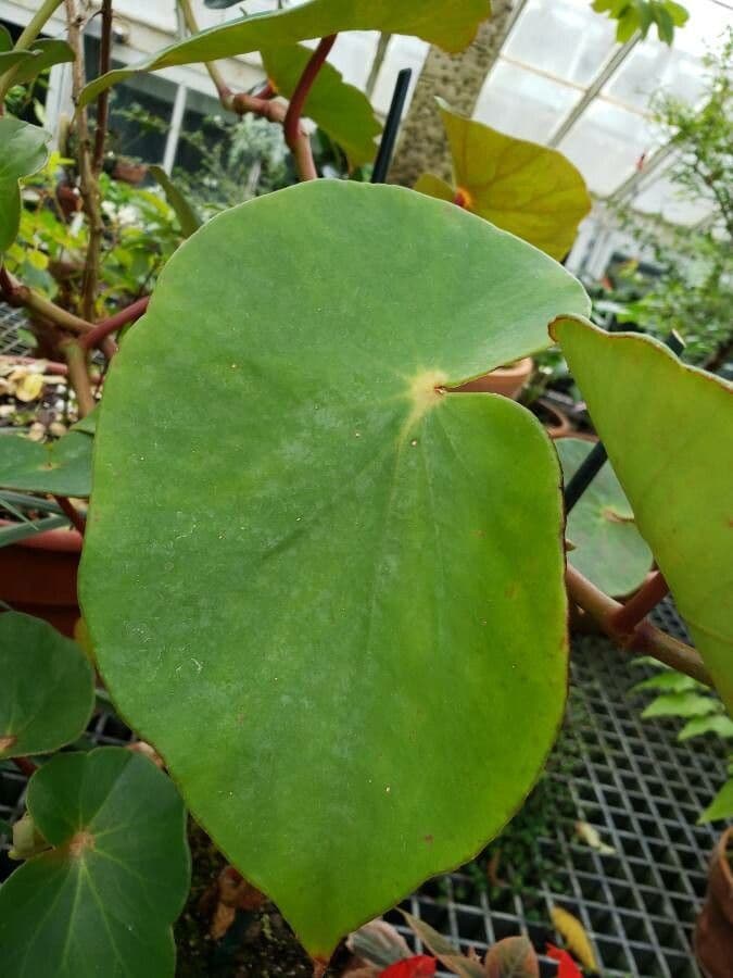 Begonia 5