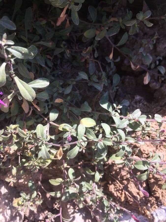Silene 19