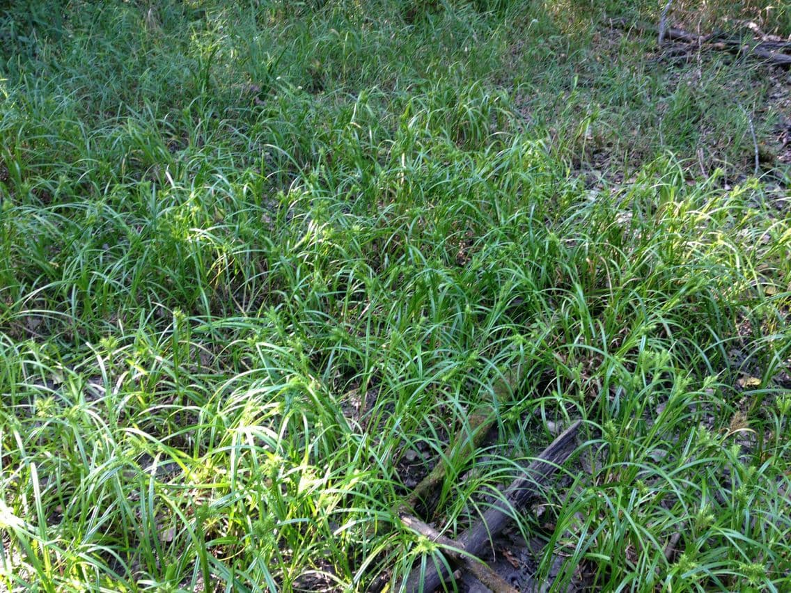 Hopfensegge 5