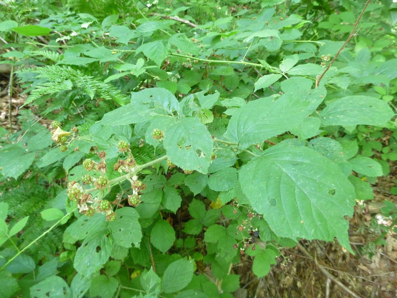 Großblättrige Brombeere 14