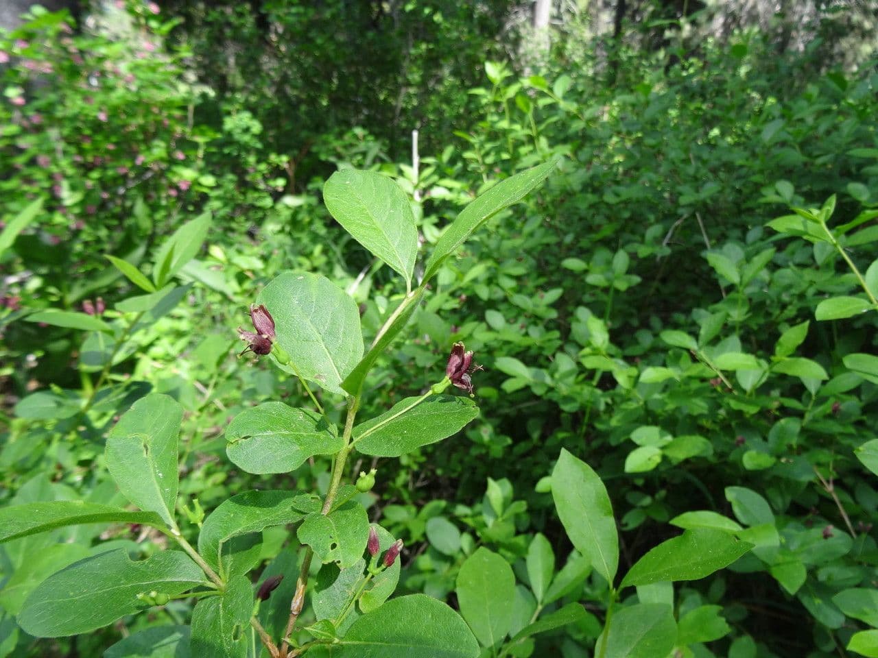Caprifoglio 12