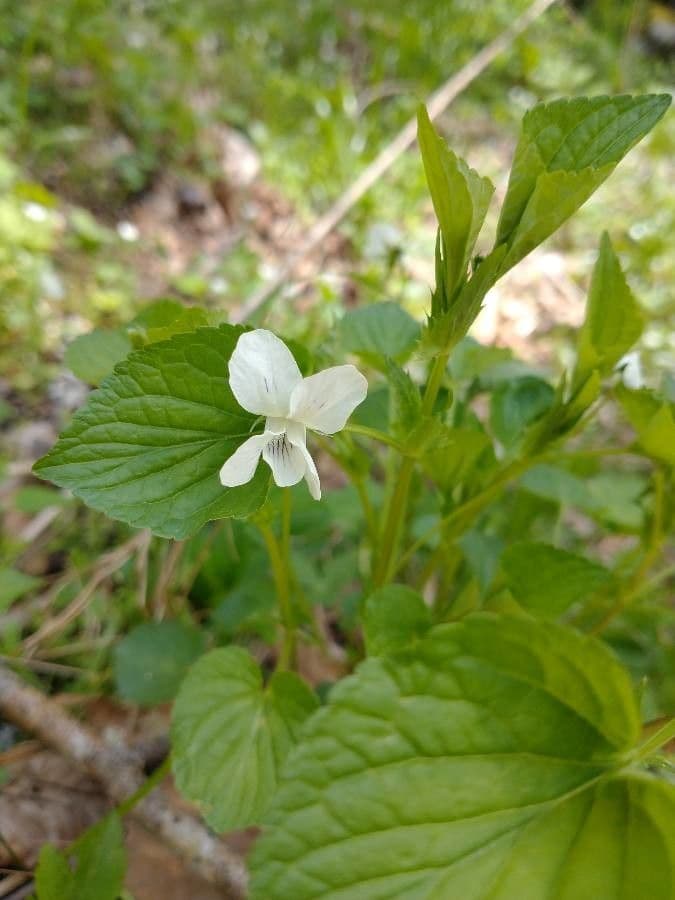 Viola striata 4