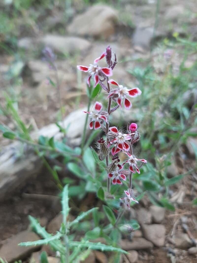 Silene gallica 13
