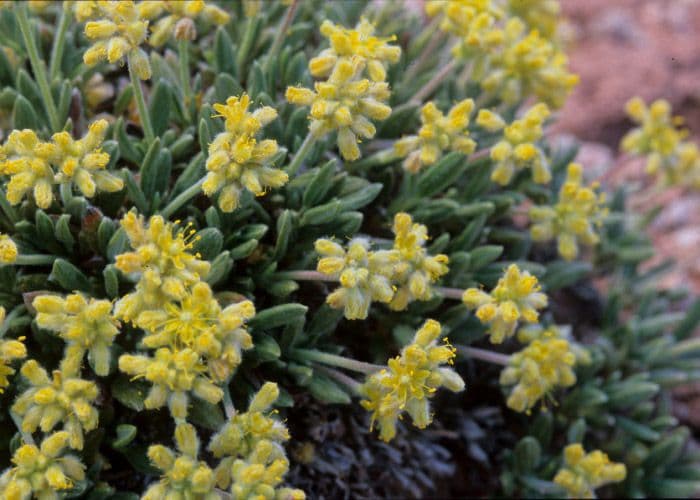 Eriogonum lachnogynum 4