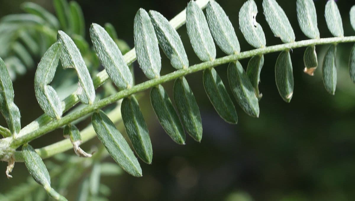 Astragalus onobrychis 12
