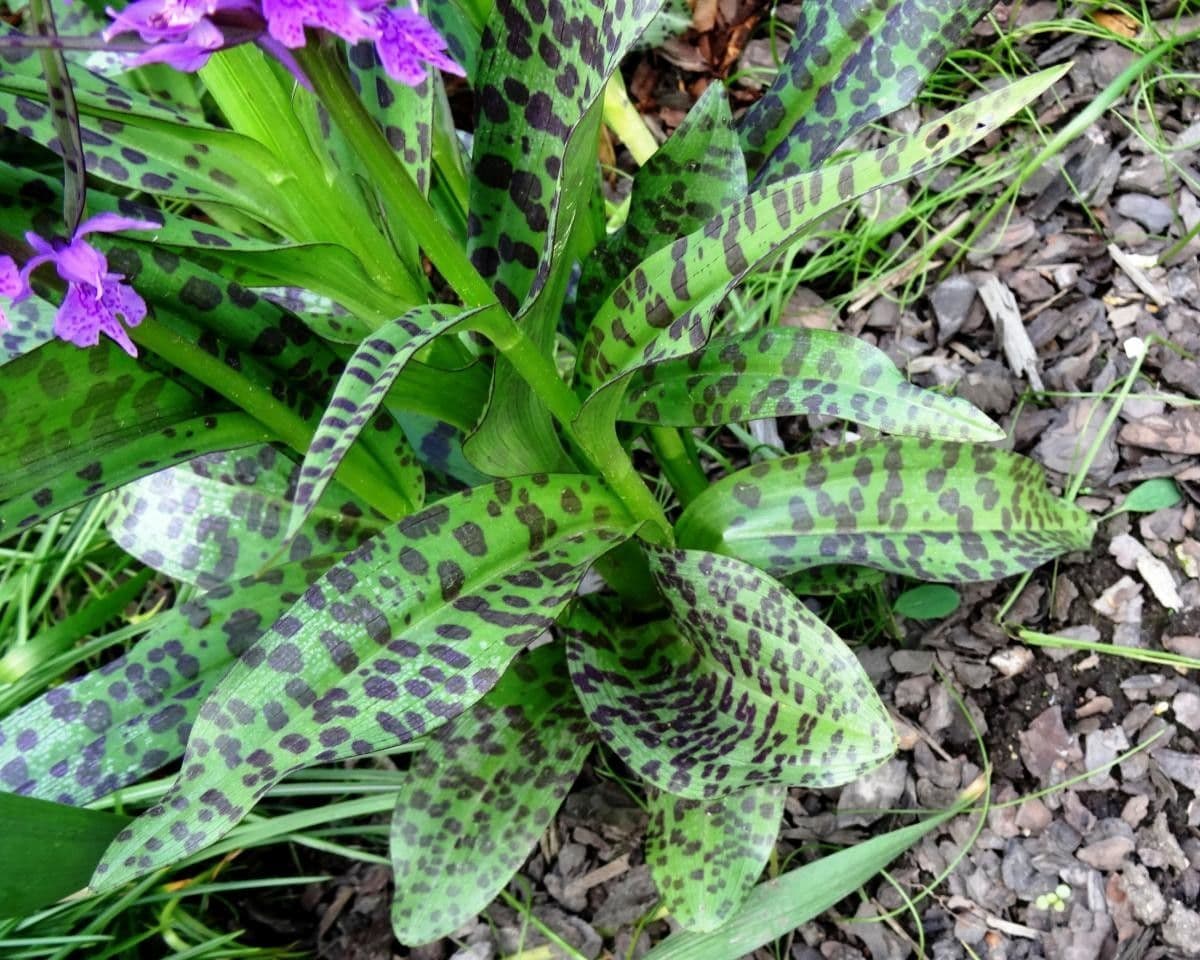 Orchide a labbro a cuneo 12