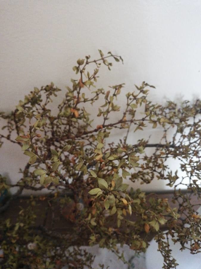 Buisson de créosote 15