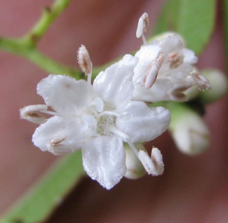 Cordia 5