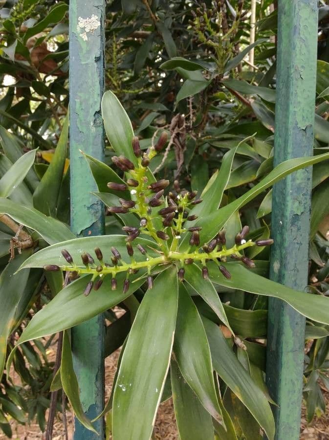 Schmalblättriger Drachenbaum 4