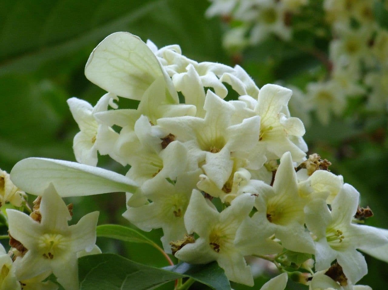 Emmenopterys 2