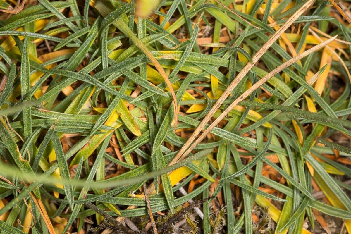 Armeria sarda 3
