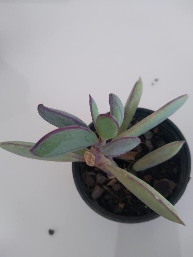 Echeveria 15