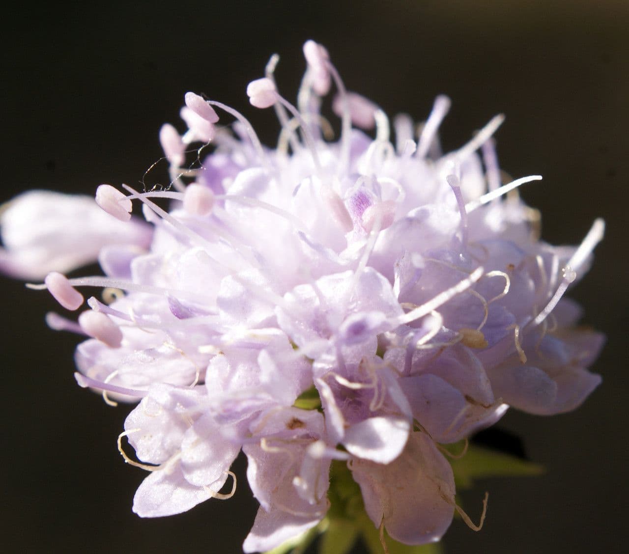 Succisella 9