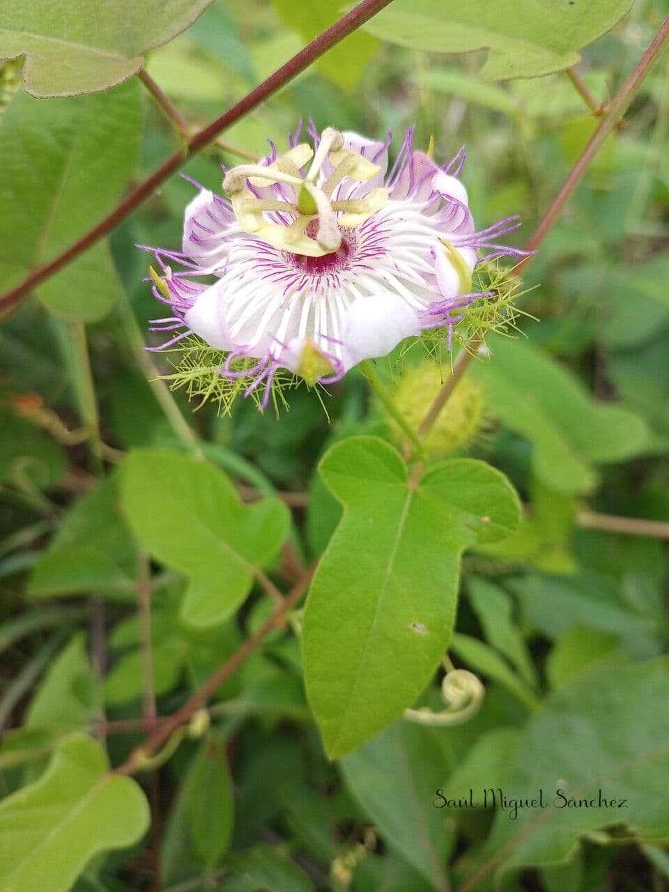 Passiflora 9