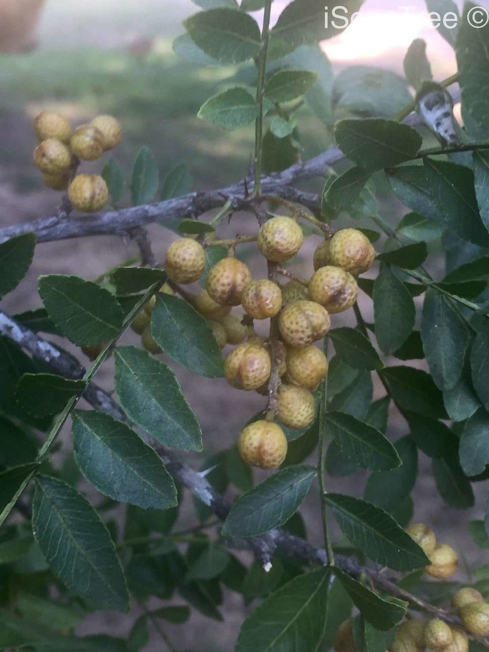Zanthoxylum
