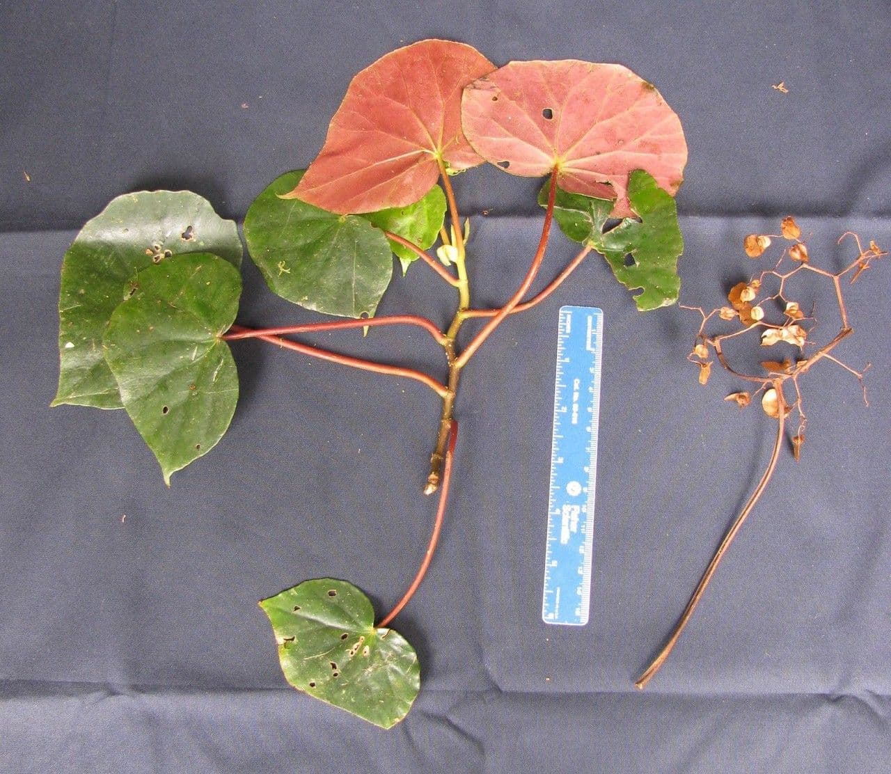 Begonia 23