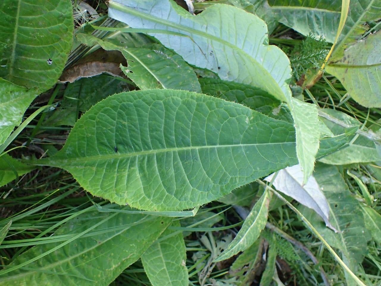 Cardo eterofillo 16