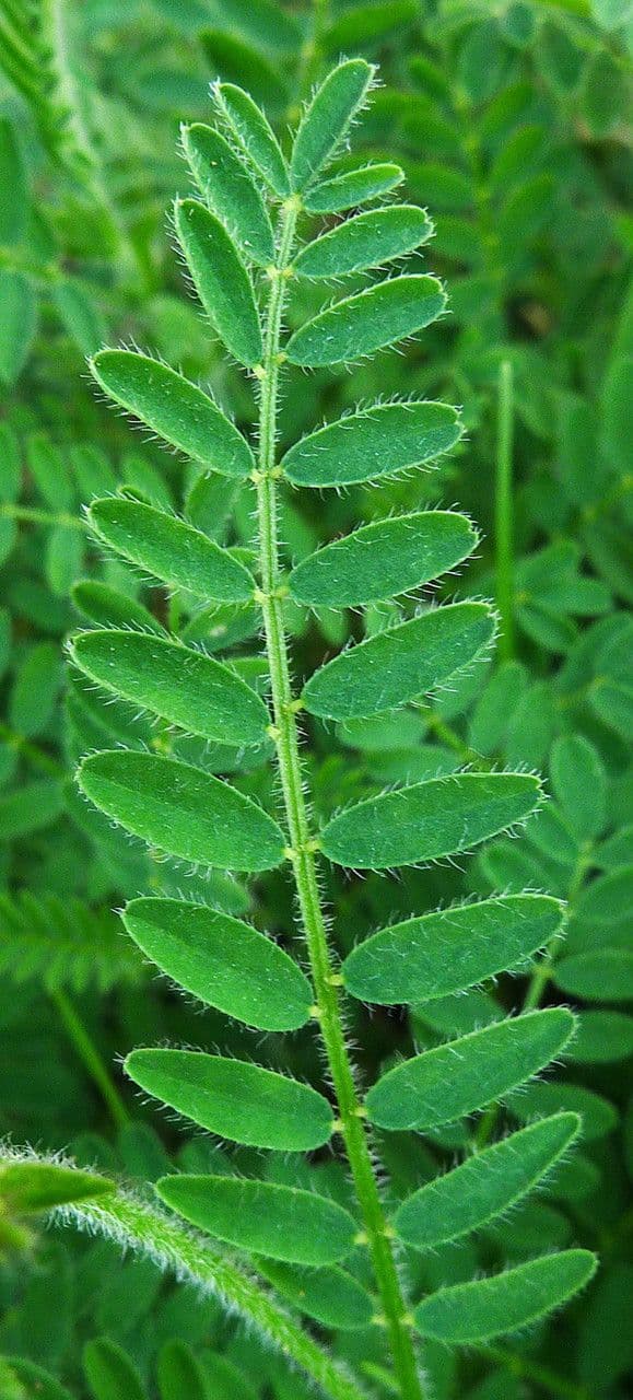 Astragalo ipoglottide 18