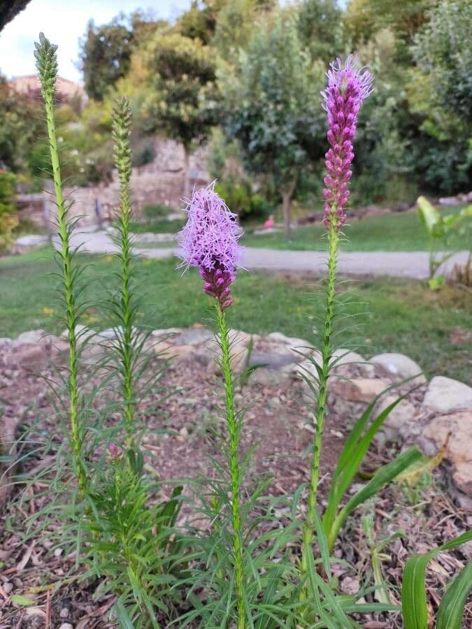 Liatris espigada 7