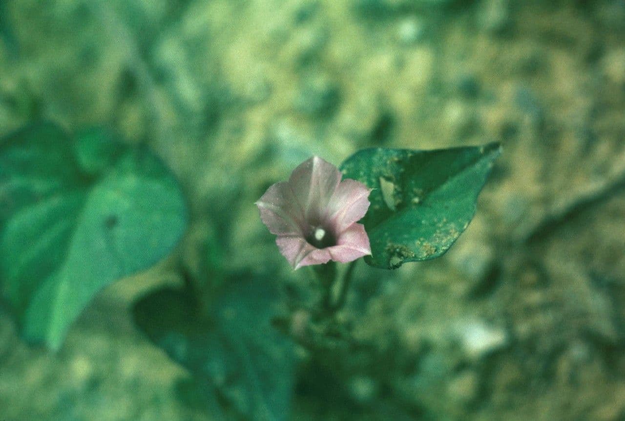 Ipomoea lacunosa 4